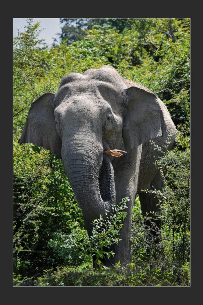Nature World Jungle Paradise Udawalawe Luaran gambar